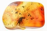 Detailed Fossil Predatory Snipe Fly (Rhagionidae) In Baltic Amber #367528-1